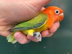 Jonge opaline euwing Agapornis fischeri dwergpapegaai 431, Geslacht onbekend, Dwergpapegaai of Agapornis, Geringd
