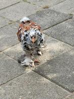 bramha hanen 11 weken oud, Dieren en Toebehoren, Pluimvee, Mannelijk, Kip