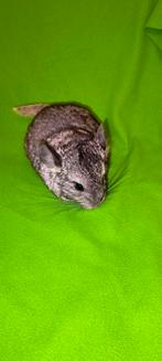 Jonge chinchilla, Dieren en Toebehoren, Ophalen, Nieuw, Overige typen