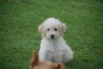 Labradoodle pups, Dieren en Toebehoren, Honden | Niet-rashonden, België, 8 tot 15 weken, Meerdere, Meerdere dieren
