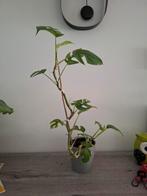 monstera minima, Huis en Inrichting, Kamerplanten, Overige soorten, In pot, Minder dan 100 cm, Groene kamerplant