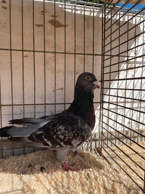 Syrische, Arabische duiven te koop, Dieren en Toebehoren, Vogels | Duiven, Overige soorten, Meerdere dieren