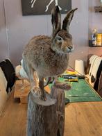Haas taxidermie, Ophalen of Verzenden, Nieuw, Insect, Opgezet dier