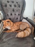 Opgezette vos met winter kleed, Ophalen of Verzenden