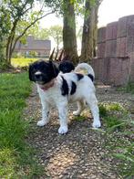 Friese Stabij/Wetterhoun pups, Meerdere, 8 tot 15 weken, Meerdere dieren, Nederland