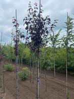 Oktober weer volop nieuwe bomen, Ophalen of Verzenden, Volle zon, Overige soorten