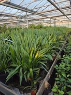Trachycarpus fortunei winterharde palm, Volle zon, Vaste plant, Lente, Ophalen