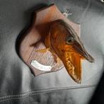 Snoek, Verzamelen, Dierenverzamelingen, Ophalen of Verzenden, Zo goed als nieuw, Overige soorten, Opgezet dier