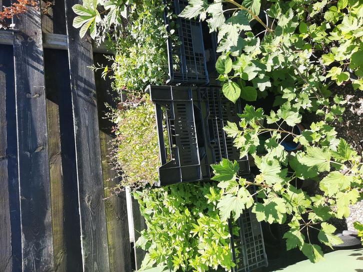 Diverse vaste planten, 0.60 per stuk, Tuin en Terras, Planten | Tuinplanten, Volle zon, Ophalen