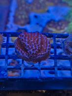 Cyphastrea skittles bomb, Overige typen