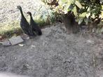 Broedeieren Indische Loopeend, Dieren en Toebehoren, Pluimvee, Geslacht onbekend, Eend