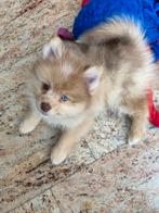 DE MOOISTE EN LIEFSTE POMSKY PUPS !, Parvo, Overige rassen, 8 tot 15 weken, Meerdere
