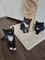 2 poesjes kittens te koop van de 4, Dieren en Toebehoren, Meerdere dieren, 0 tot 2 jaar