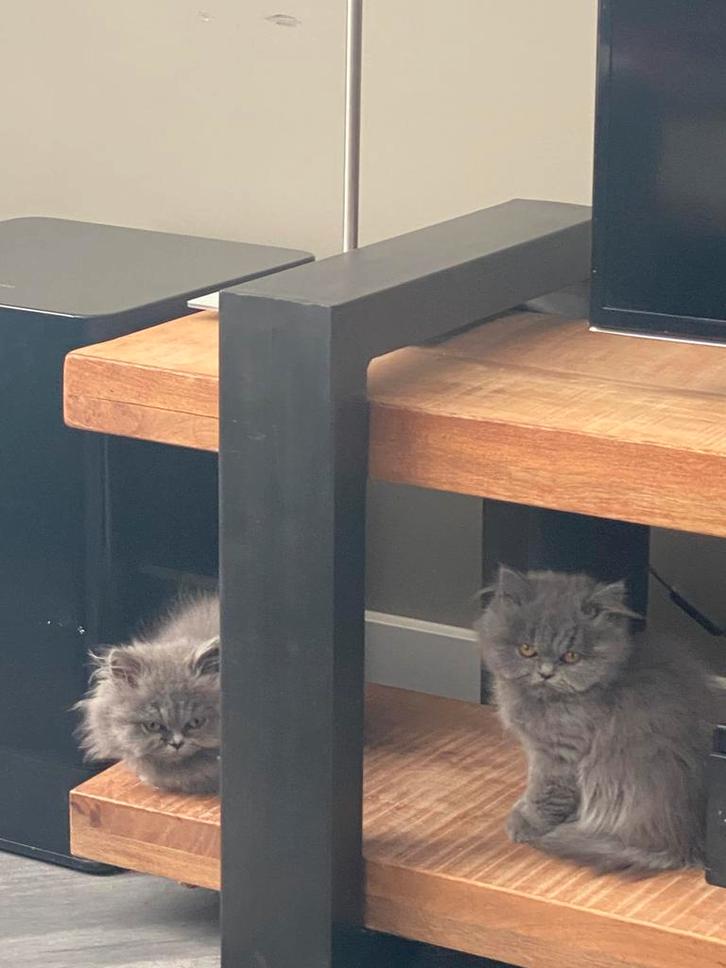 Brits korthaar en langhaar, Dieren en Toebehoren, Katten en Kittens | Raskatten | Korthaar, Meerdere dieren, 0 tot 2 jaar, Gechipt