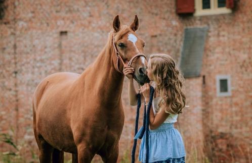 Mooie en lieve ervaren C pony te koop!, Dieren en Toebehoren, Pony's, Merrie, B, C pony (1.27m tot 1.37m), Dressuurpony, 11 jaar of ouder