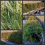 Fargesia Bamboe - Vers uit de grond!, Ophalen of Verzenden