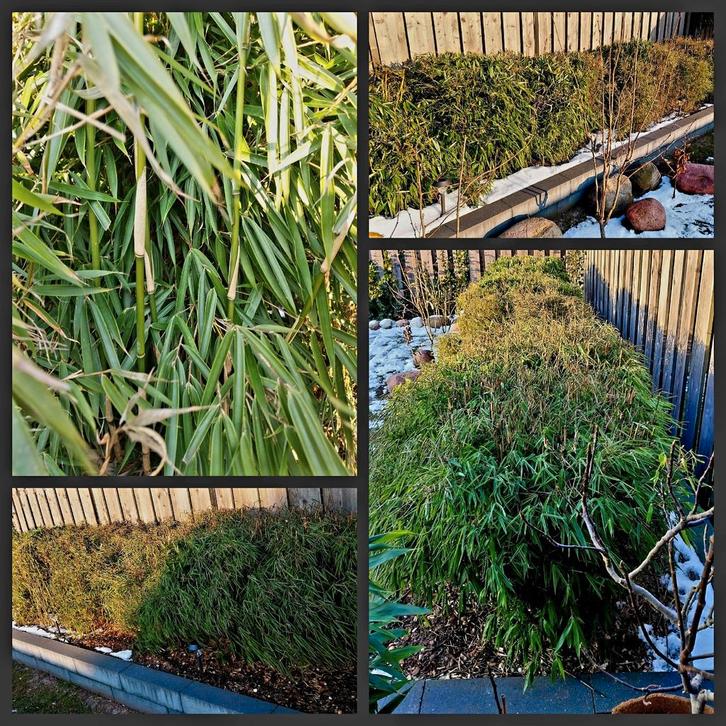 Fargesia Bamboe - Vers uit de grond!, Tuin en Terras, Planten | Bomen, Ophalen of Verzenden