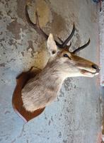 Grote Opgzette Hertenkop met Gewei, Verzamelen, Dierenverzamelingen, Ophalen of Verzenden, Gebruikt, Hert, Gewei of Kop