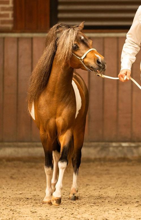 Aspc amhr amha bmp nmprs minipaardjes ter dekking, Dieren en Toebehoren, Paarden en Pony's | Dekhengsten en Fokmerries, Hengst