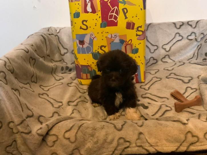 Boomer pups, Dieren en Toebehoren, Honden | Niet-rashonden, Middel, Meerdere dieren, Fokker | Professioneel, Meerdere, Nederland