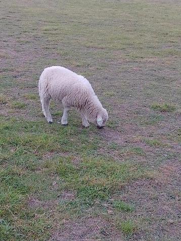 Mooie ram tekoop beschikbaar voor biedingen