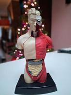 Anatomisch model menselijke torso, Ophalen, Zo goed als nieuw