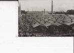 Maasdijk Druiven en Tomatenkweekerij 1950, Ophalen of Verzenden, 1940 tot 1960, Gelopen, Zuid-Holland