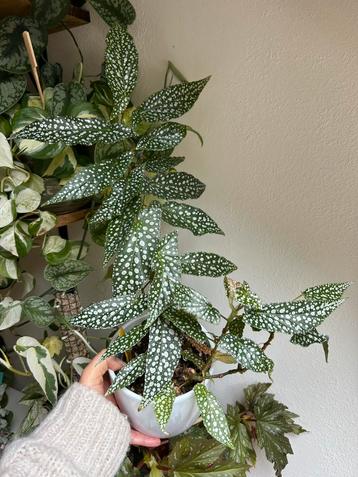 Begonia white ice, volgroeide plant uit stekken beschikbaar voor biedingen