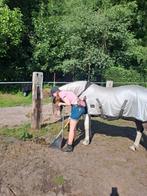 Stalmedewerker aangeboden, Ophalen of Verzenden