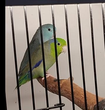 Koppeltje forpus papegaaitjes  beschikbaar voor biedingen