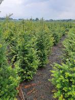 Taxus haag, Tuin en Terras, Planten | Struiken en Hagen, Ophalen of Verzenden, Taxus