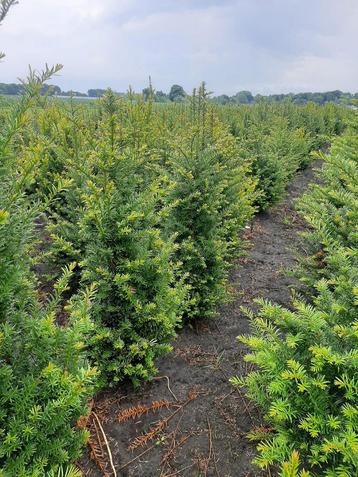 Taxus haag beschikbaar voor biedingen