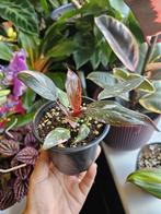 Philodendron Pink Princess, Huis en Inrichting, Kamerplanten, Overige soorten, Ophalen of Verzenden, In pot, Minder dan 100 cm