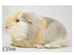 Cavia met stamboom, Dieren en Toebehoren, Knaagdieren, Januari, Vrouwelijk, Cavia