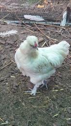 Gratis haan 9 maanden oud, zijdehoen x kleurlegger, Mannelijk, Kip