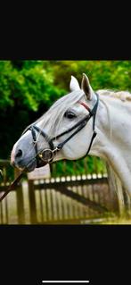 PRE Spaanse hengst 11 jaar, Dieren en Toebehoren, Paarden, Gechipt, Hengst, L, 160 tot 165 cm
