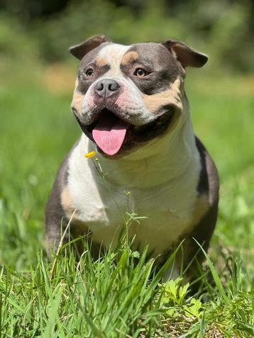 American bully pocket bleu tri color DEKREU beschikbaar voor biedingen
