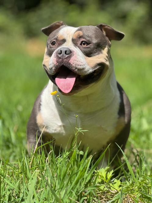 American bully pocket bleu tri color DEKREU, Dieren en Toebehoren, Honden | Bulldogs, Pinschers en Molossers, Reu, Overige rassen