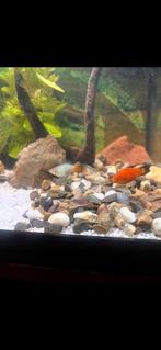 Platy en hoogvinkarper gratis af te halen, Dieren en Toebehoren, Vis