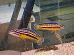 Julidochromis Regani kipili, Vis, Zoetwatervis