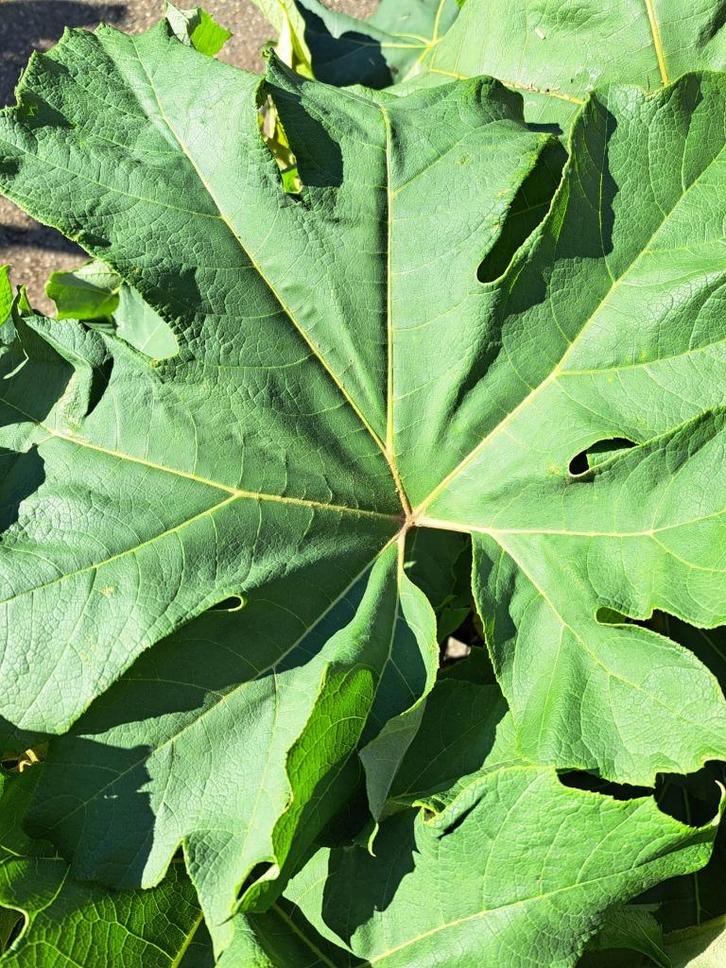 Rijstpapierplant Tetrapanax papyrifera Rex, Tuin en Terras, Planten | Struiken en Hagen, Struik, Overige soorten, Minder dan 100 cm