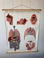 Van Goor anatomische schoolplaten 4, neus, spijsvertering, Antiek en Kunst, Antiek | Schoolplaten, Ophalen of Verzenden, Natuur en Biologie
