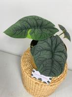 Alocasia Melo Variegata #2, Ophalen of Verzenden, Overige soorten, Minder dan 100 cm