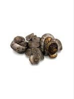 Diverse Python regius, Dieren en Toebehoren, Reptielen en Amfibieën