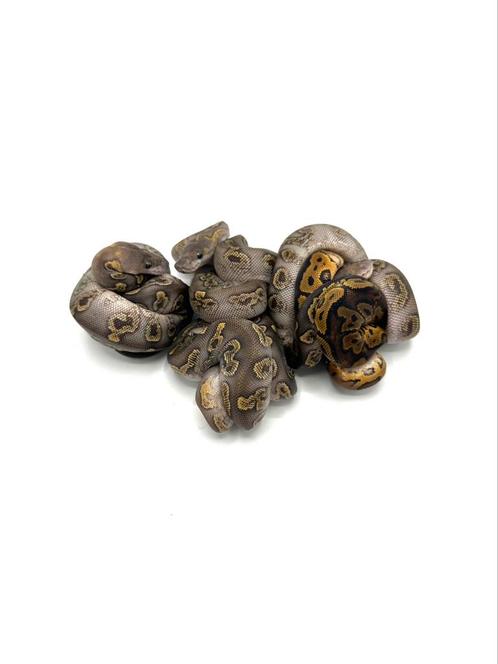 Diverse Python regius, Dieren en Toebehoren, Reptielen en Amfibieën