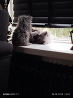 Perzische kat, Kater, 0 tot 2 jaar