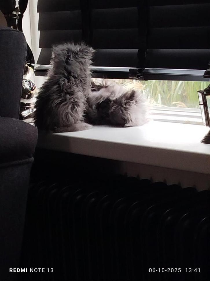 Perzische kat, Dieren en Toebehoren, Katten en Kittens | Raskatten | Langhaar, Kater, 0 tot 2 jaar