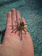 Lasiodora parahybana 0.1 Te koop., Dieren en Toebehoren, Reptielen en Amfibieën
