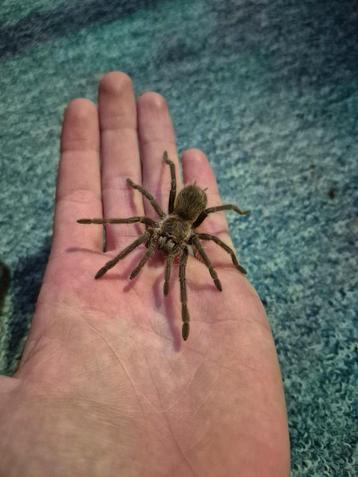Lasiodora parahybana 0.1 Te koop. beschikbaar voor biedingen