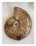 Korting XL grote Ammoniet Marokko 11 x 11 cm in folie lijst, Verzamelen, Mineralen en Fossielen, Ophalen of Verzenden